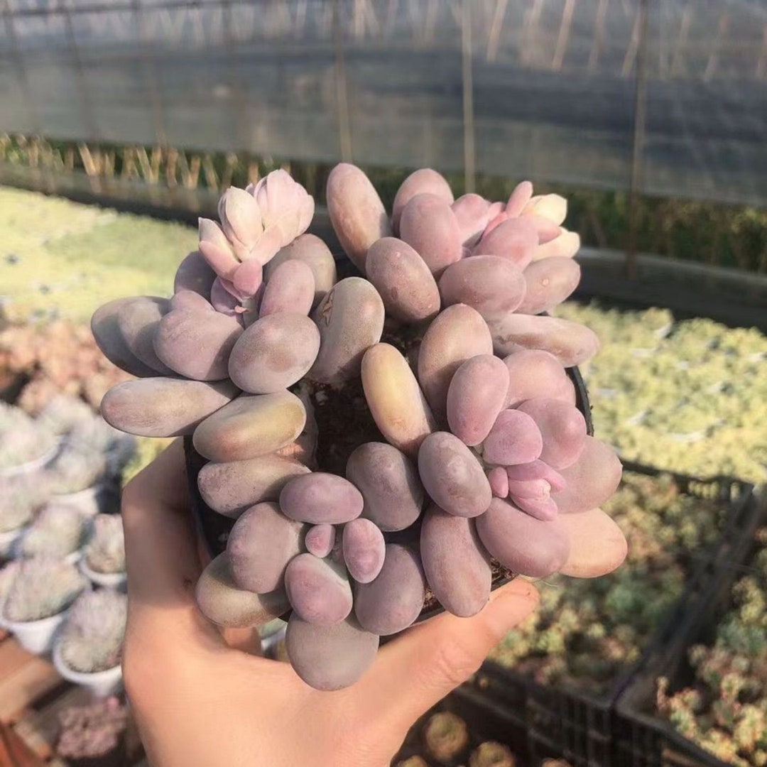 Graptopetalum Amethystinum , Rare Live Succulent - Etsy