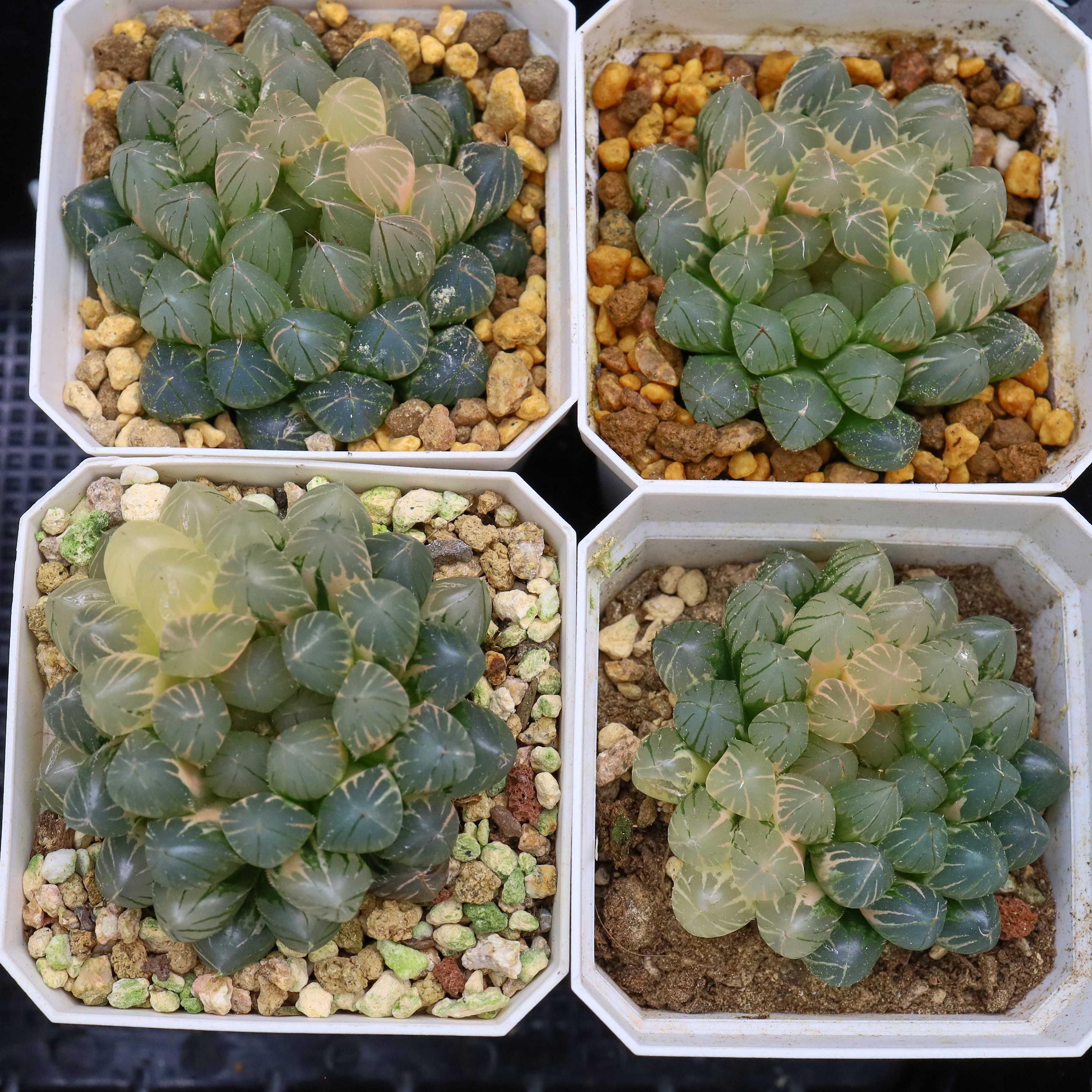 ハオルチア ネオンライト 斑入り - 生きた多肉植物 - Etsy 日本