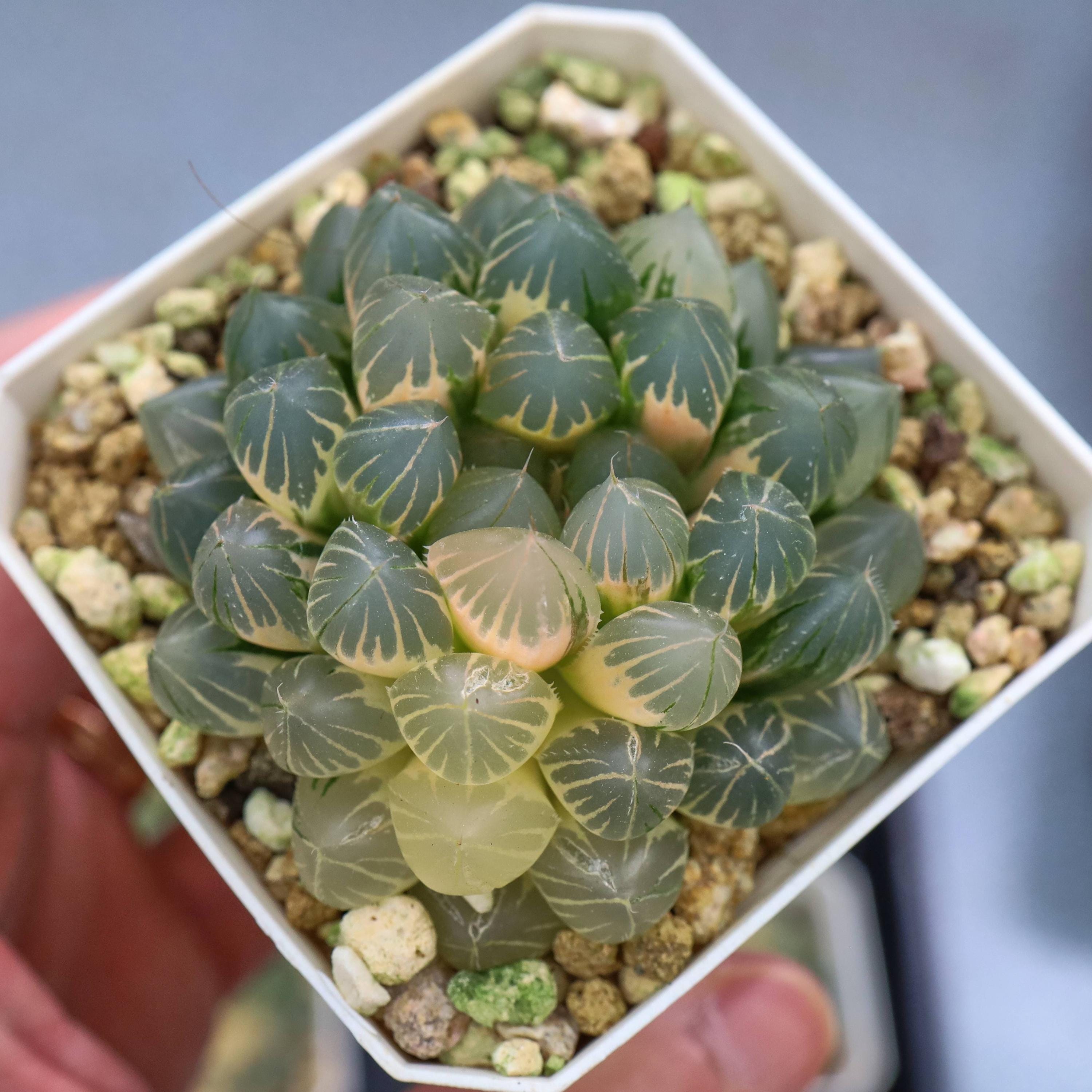 ハオルチア ネオンライト 斑入り - 生きた多肉植物 - Etsy 日本