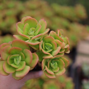 Echeveria Multicaulis &#39;Ginmei Tennyo&#39;- Live Succulent