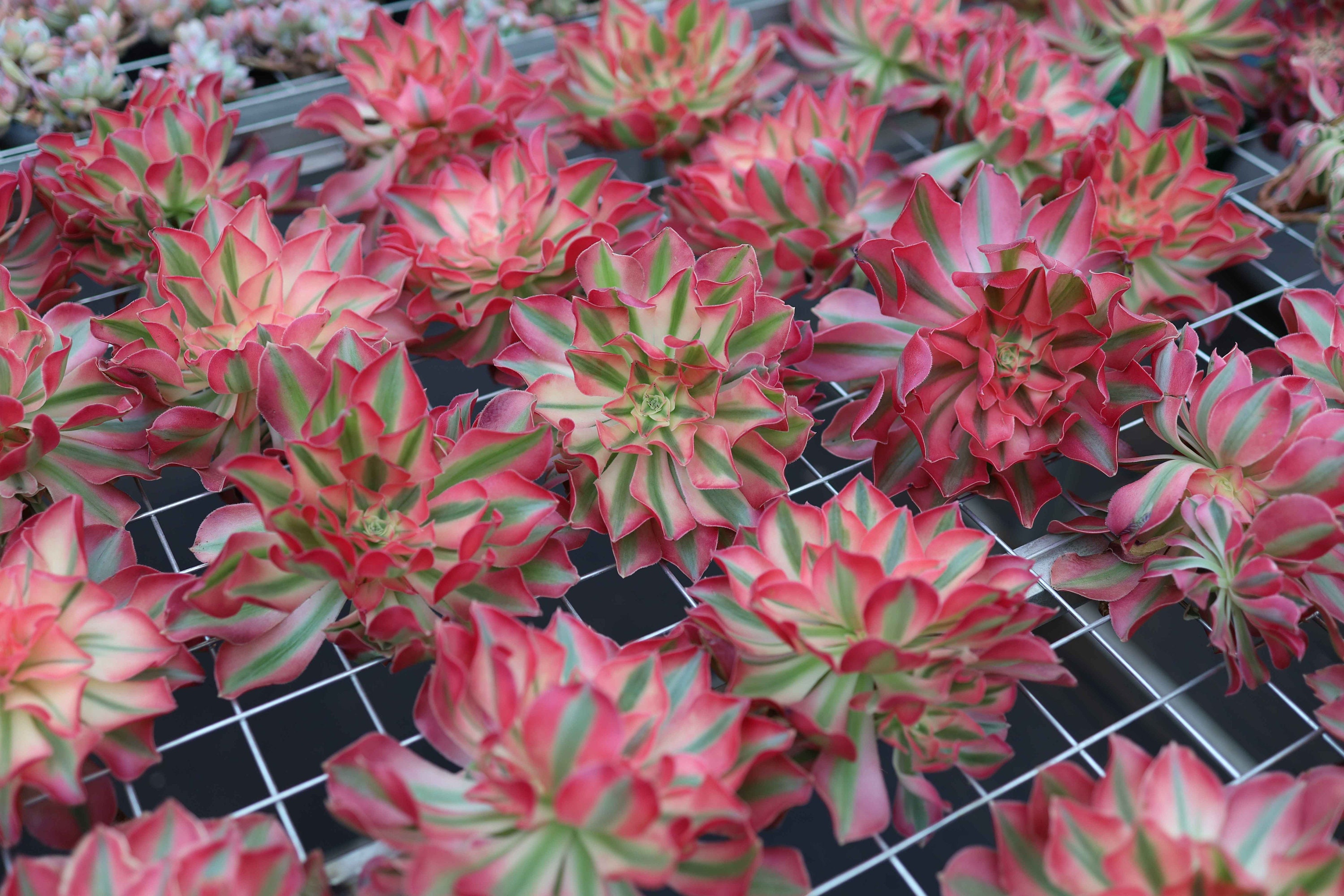 アエオニウム ピンク ウィッチ、珍しい生きた多肉植物 - Etsy 日本