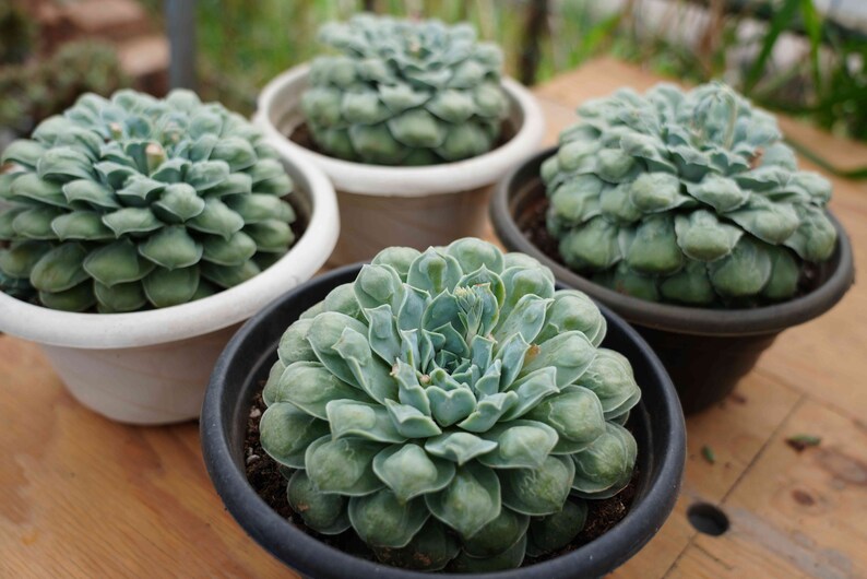 Echeveria Gilo With Bumps - Live Succulent - Etsy