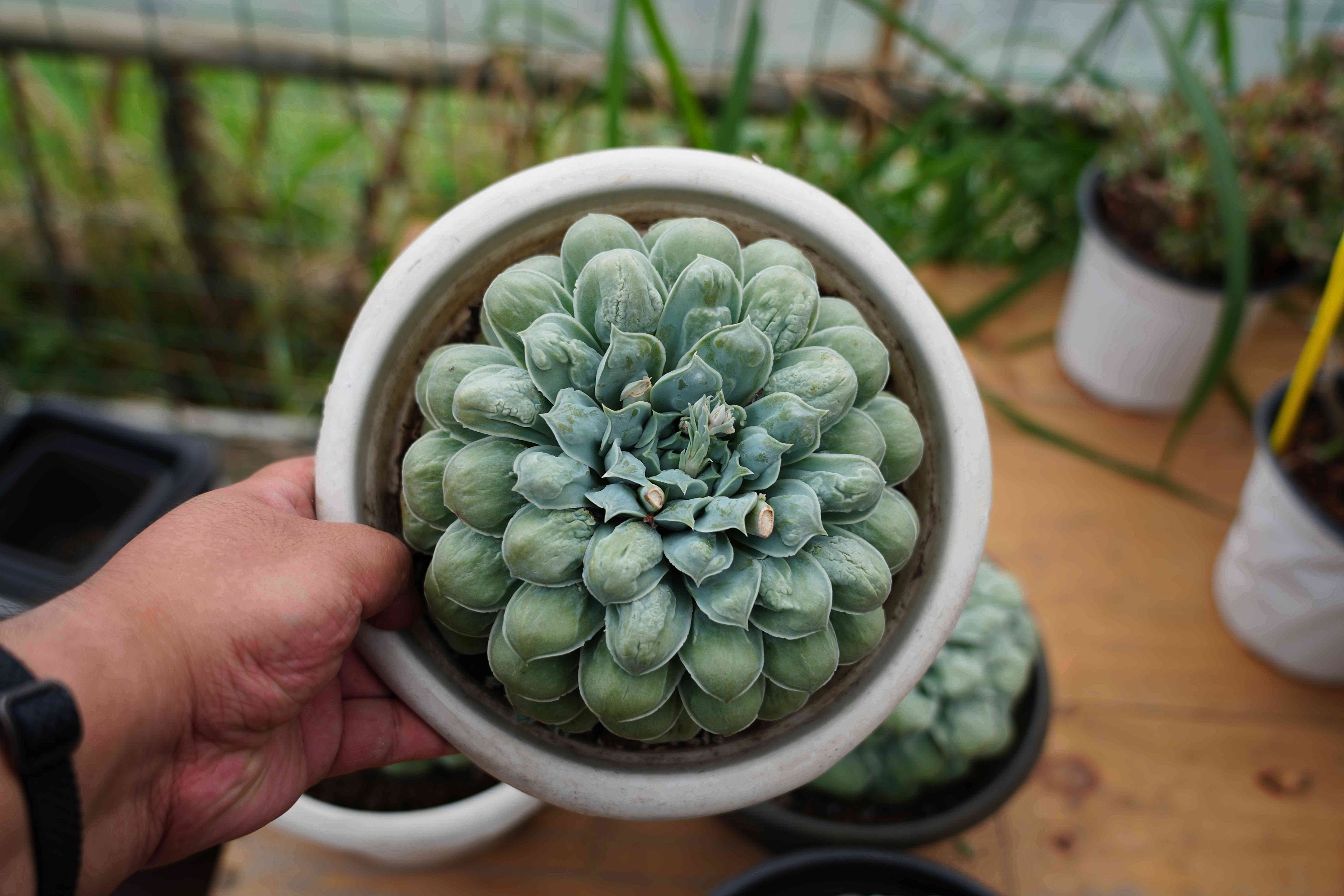 Echeveria Gilo With Bumps - Live Succulent - Etsy