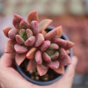 Graptoveria ruby donna - Live Succulent