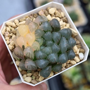Haworthia Ice Lantern Variegated - Live Succulent