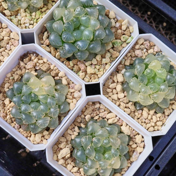 ハオルチア アイス ランタン 斑入り - 生きた多肉植物 - Etsy 日本
