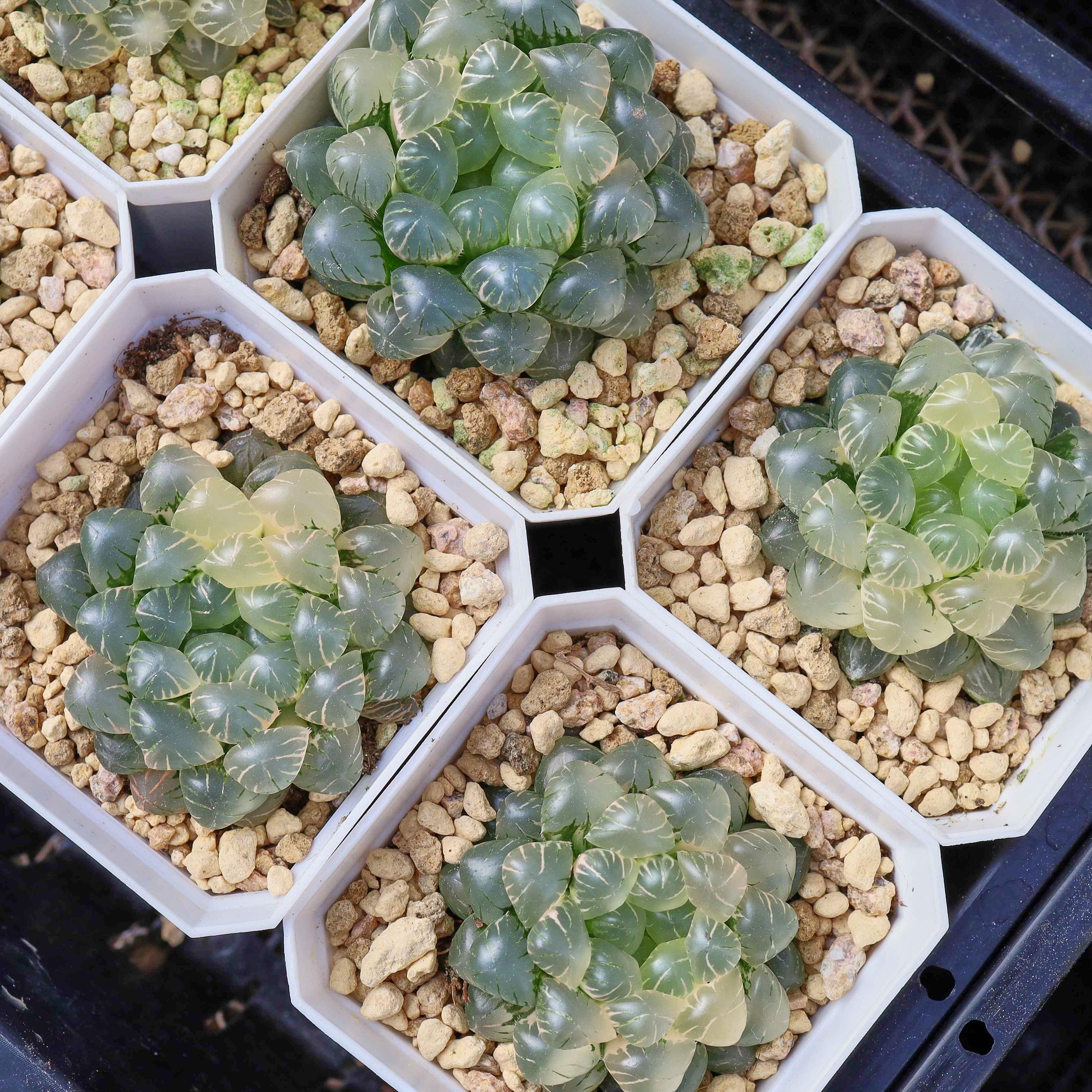 ハオルチア アイス ランタン 斑入り - 生きた多肉植物 - Etsy 日本