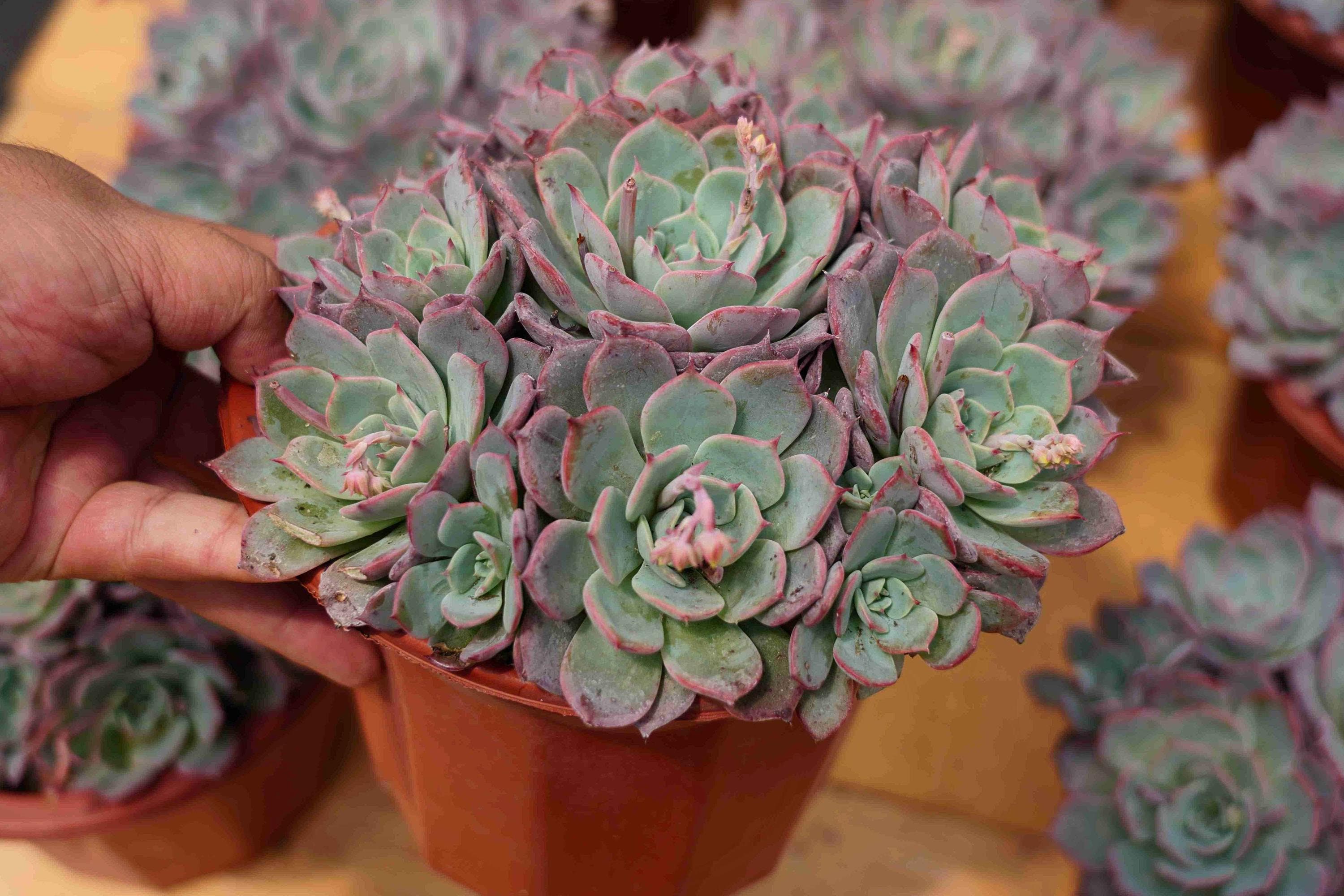 Echeveria laulensis - Etsy 日本