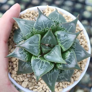 Haworthia comptoniana - Live Succulent