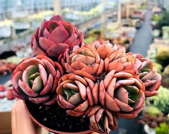 Echeveria 'Suyon', Rare Live Succulent