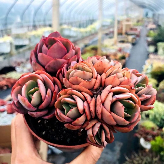エケベリア「スヨン」、希少な生きた多肉植物 - Etsy 日本