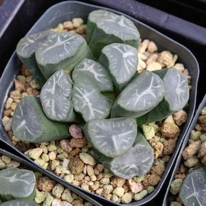 Haworthia Maughanii Fuji  - Live Succulent