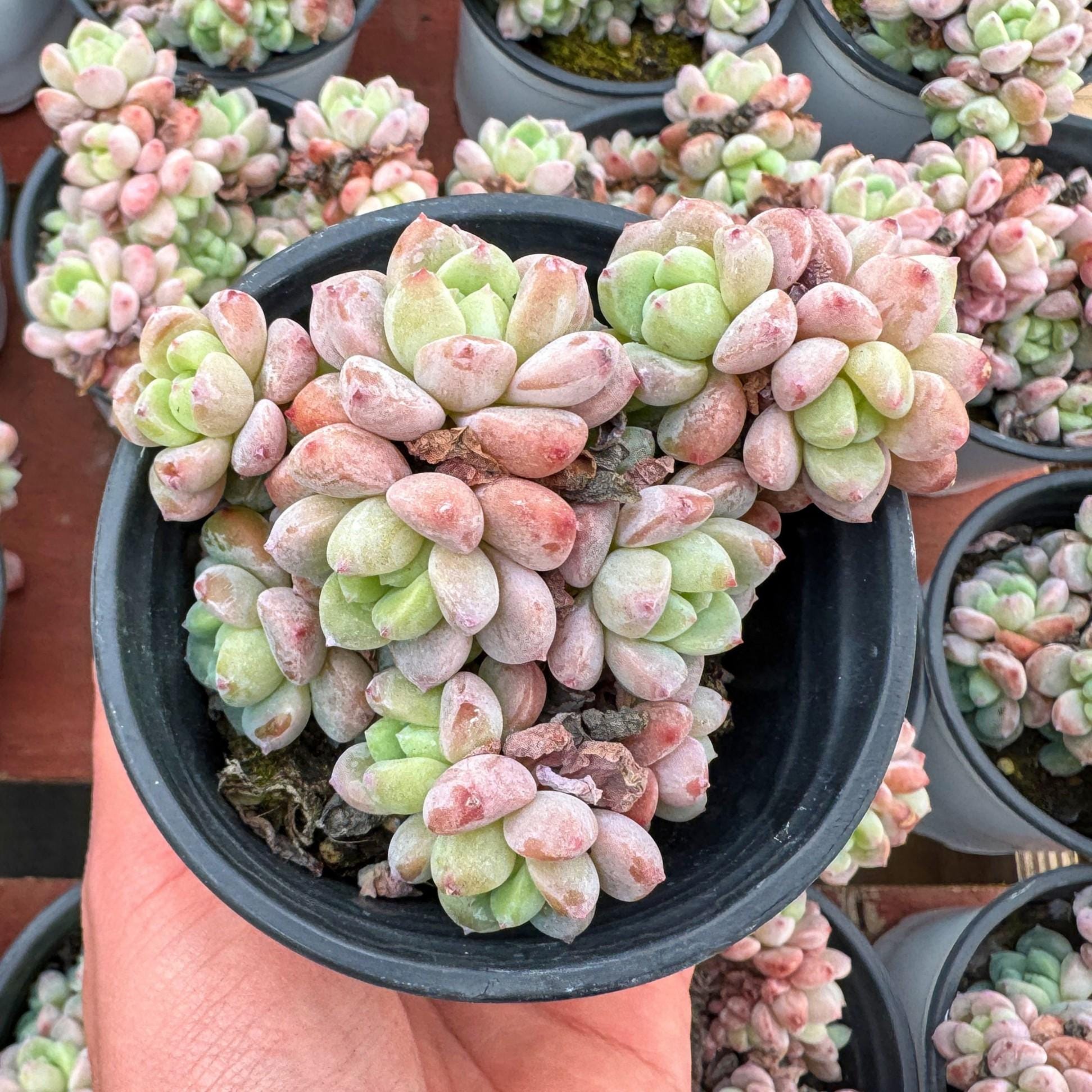 M✧succulent ·͜· ︎︎ᕷ Echeveria Senbonzakura - Live Succulent - Etsy