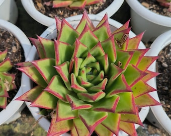 Echeveria agavoides 'lipstick', Rare Live Succulent