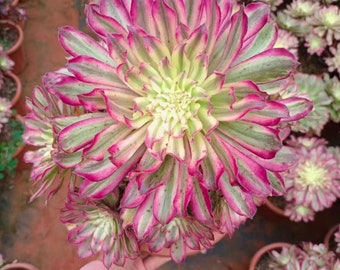 Aeonium 'xianmo', Rare Live Succulent