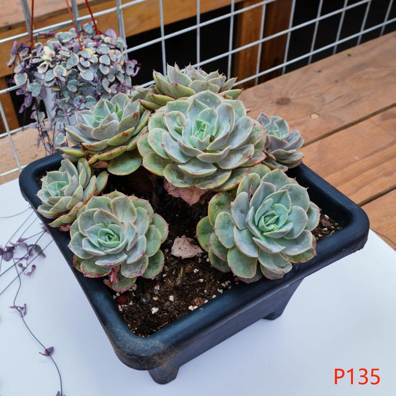 LINshenHK Echeveria Blue Heron - Thumbnail 3