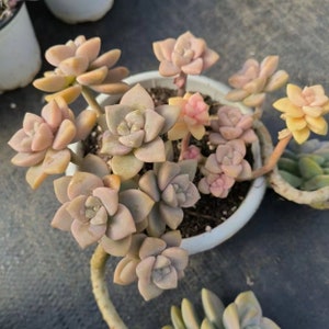 Graptopetalum mendozae variegata , Rare Live Succulent