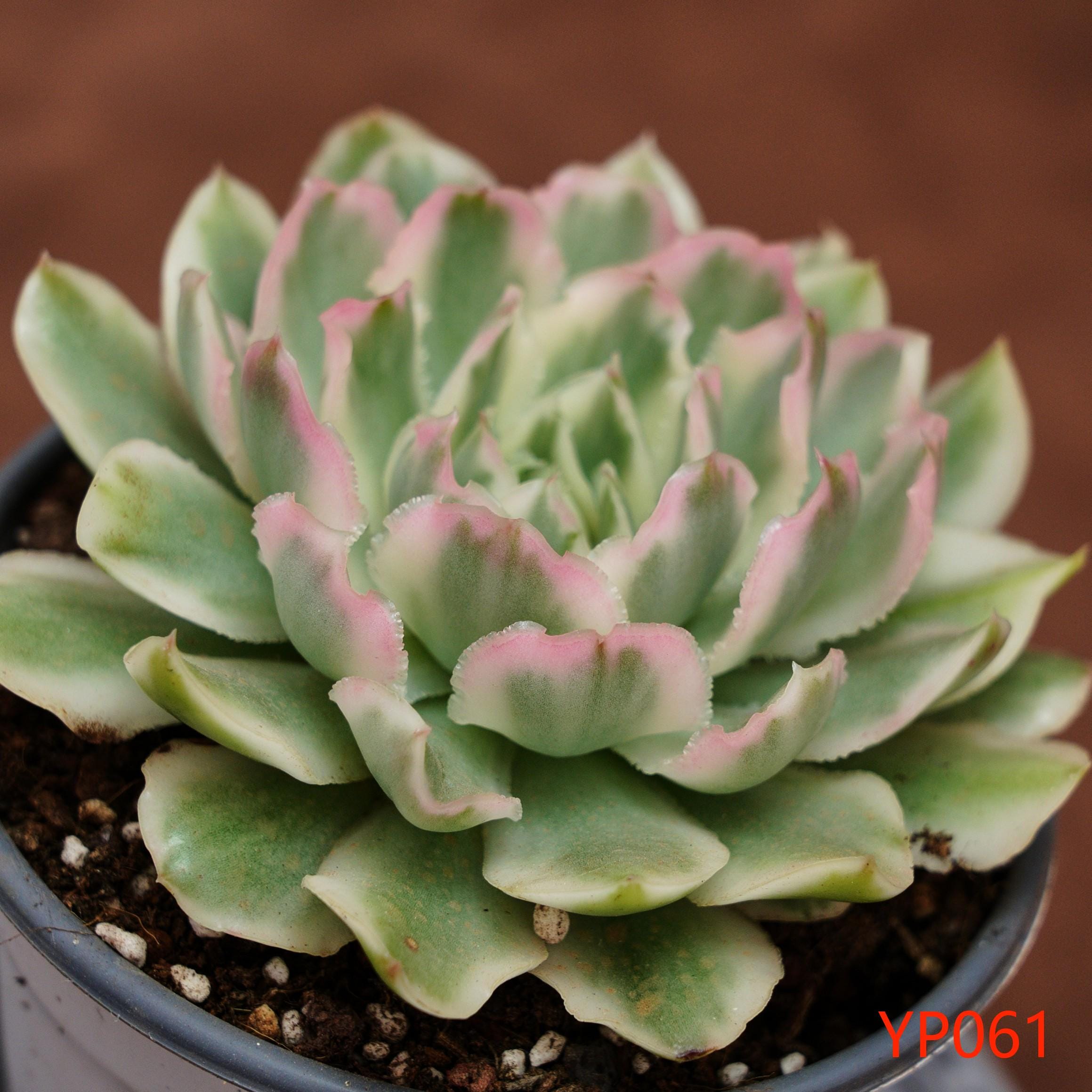 エケベリア パープルバタフライ 斑入り - 生きた植物、YP061 - Etsy 日本