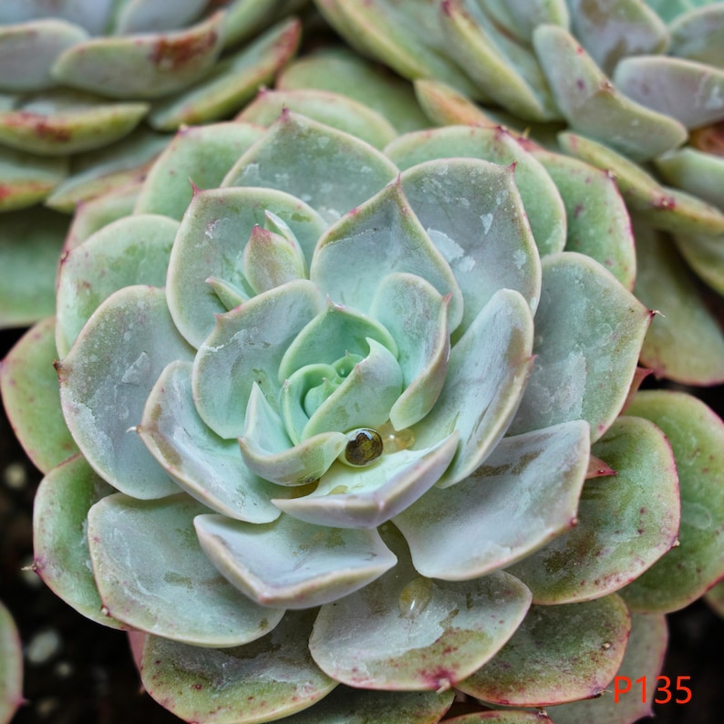 LINshenHK Echeveria Blue Heron - Thumbnail 2
