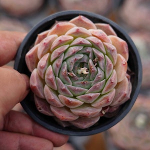 Echeveria &#39;Rosalia&#39; - Lebende Sukkulente