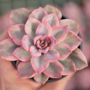 Graptoveria &quot;Harry&quot; - Live Succulent