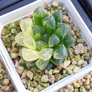 Haworthia cooperi reddish macules variegated  - Live Succulent