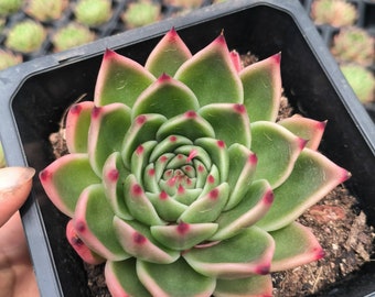 Echeveria blue dragon, Rare Live Succulent