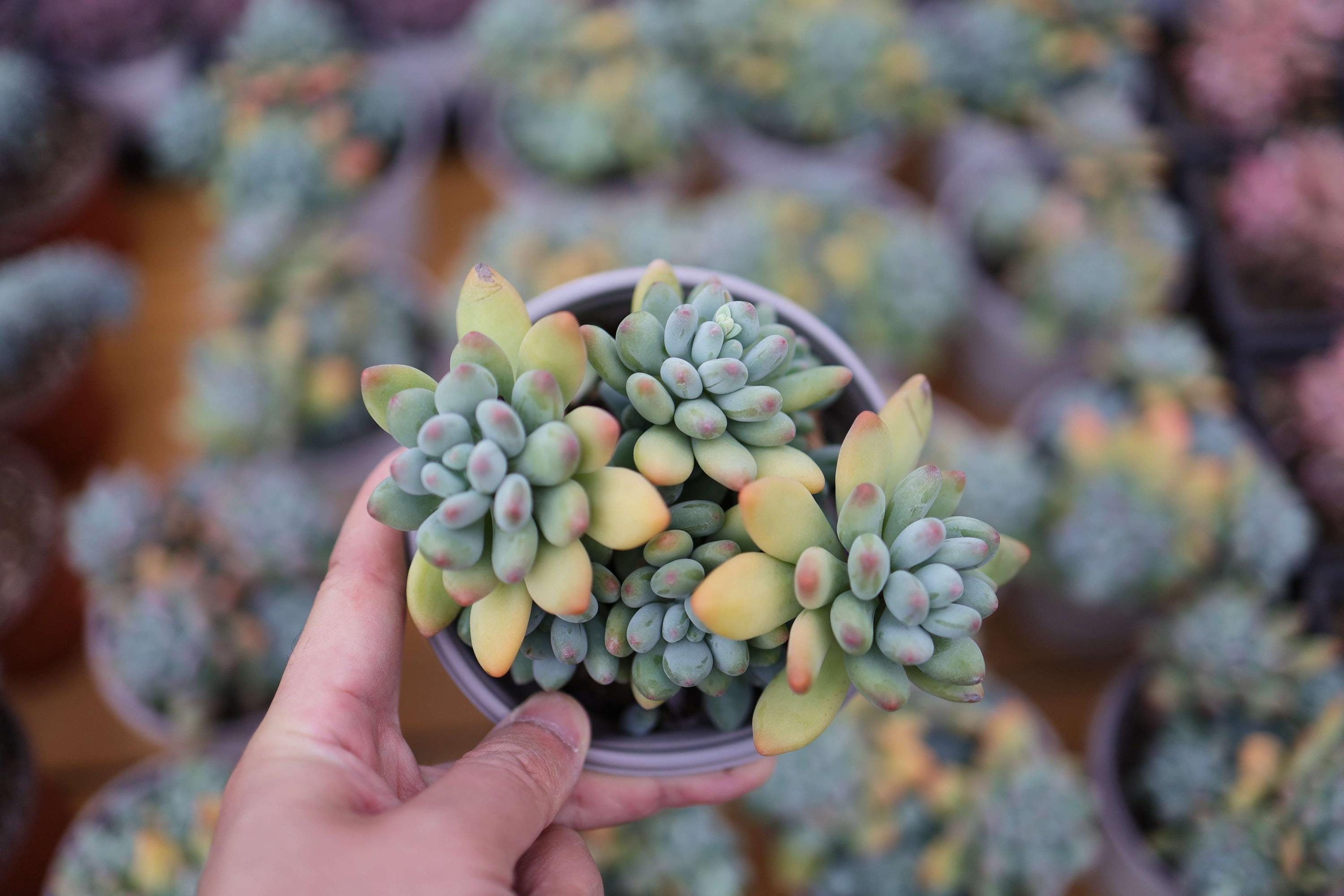 Pachyphytum Garciae - Live Succulent - Etsy