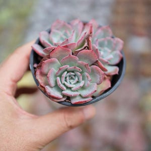 Echeveria Laulensis - Live Succulent
