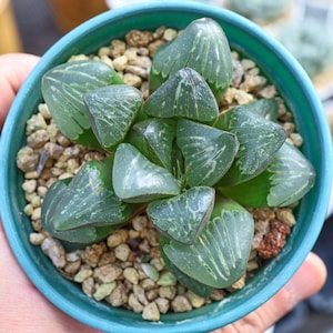 Haworthia Silvania - Live Succulent