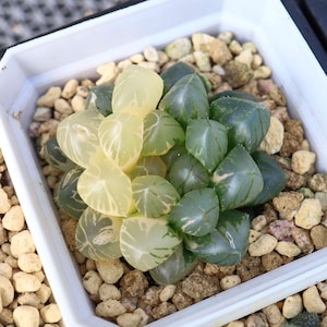 Haworthia cooperi OM variegated - Live Succulent
