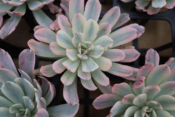 Jungle Fatigue ファティーグ OVY KAJA echeveria Echeveria 'Pink Panther Jelly' 💖🐆🪼 Y'all, she's so
