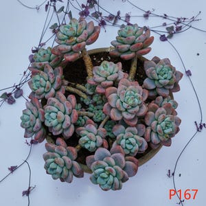 Graptosedum Red Miul - Plantas vivas, P167