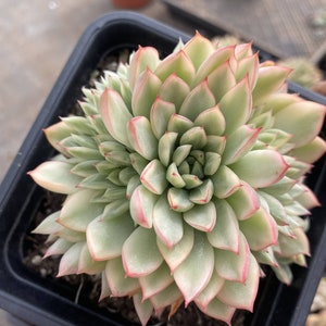 Echeveria Mebina Variegated - Live Succulent