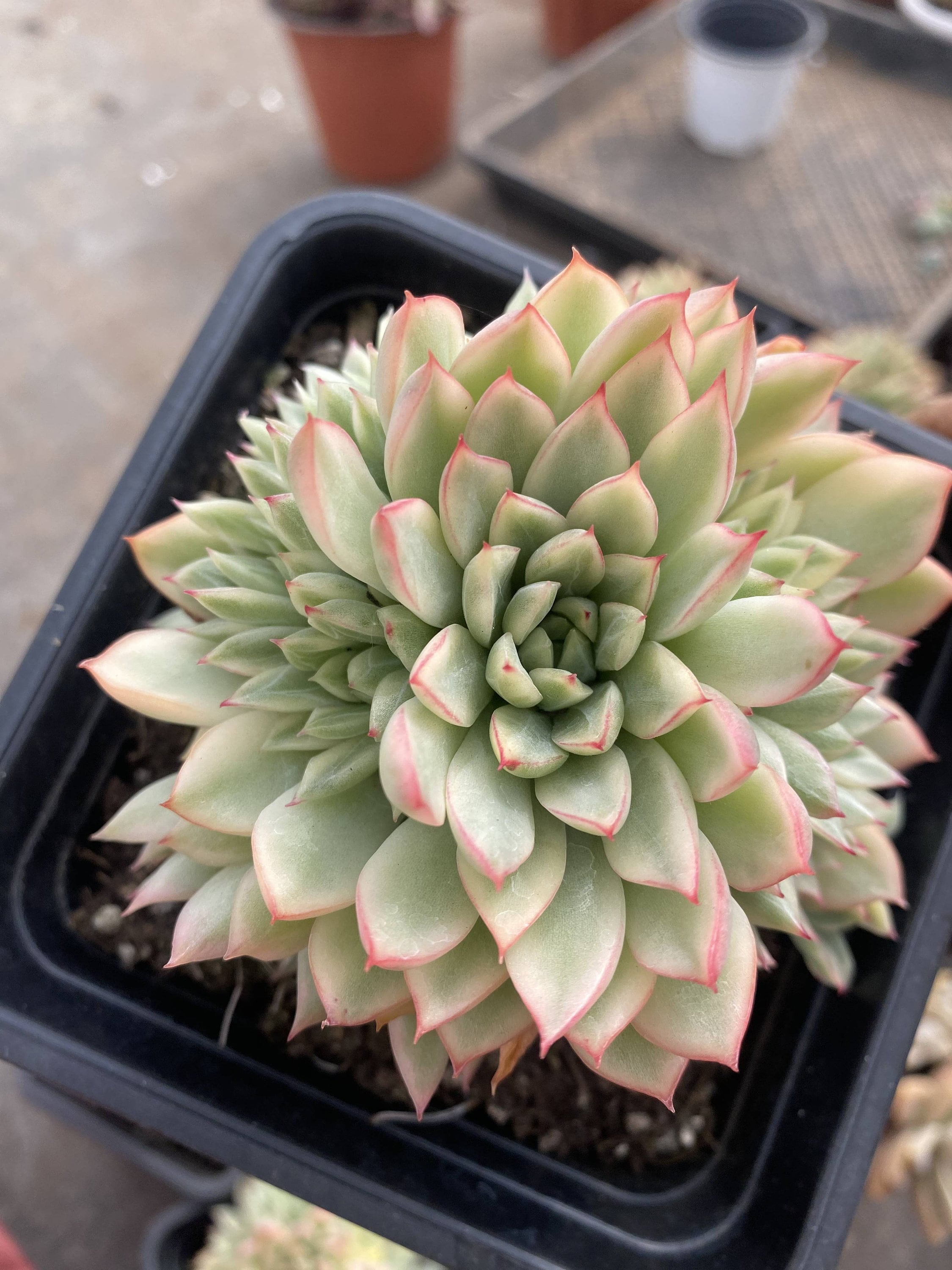 エケベリア メビナ 斑入り - 生きた多肉植物 - Etsy 日本