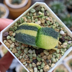Gasteriea armstrongii  Variegated - Live Succulent