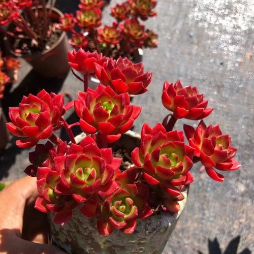 Sedeveria Letizia , Rare Live Succulent