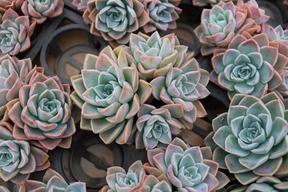 グラプトベリア「ハリー・ワトソン」クラスター、珍しい生きた多肉植物