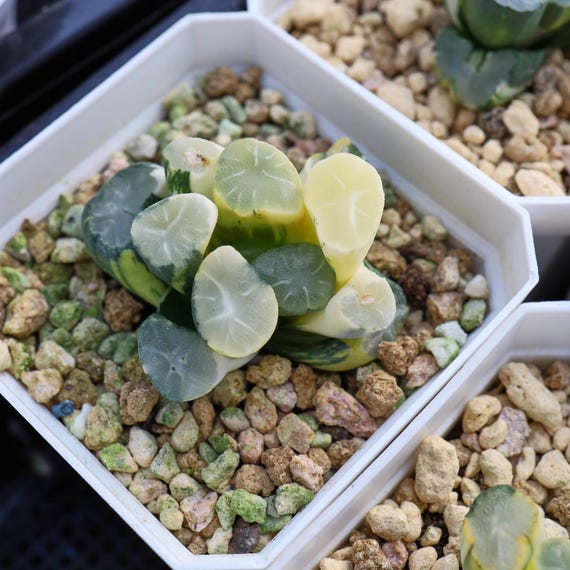 Haworthia Maughanii Hakuji Lens Variegated - Live Succulent - Etsy