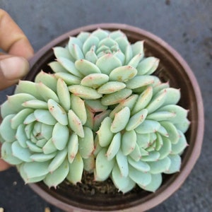Echeveria derenbergii  , Rare Live Succulent