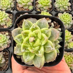 Peut inclure: Gros plan sur une plante succulente dans un petit pot noir. La plante a des feuilles vert clair avec des bords bruns et une petite fleur de couleur claire au centre. D'autres plantes succulentes sont visibles en arrière-plan.