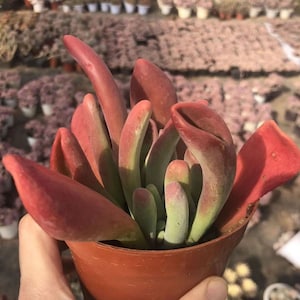 May include: A close-up of a succulent plant with fleshy, red, and green leaves in a terracotta pot. The plant is in a small pot and is being held by a hand.