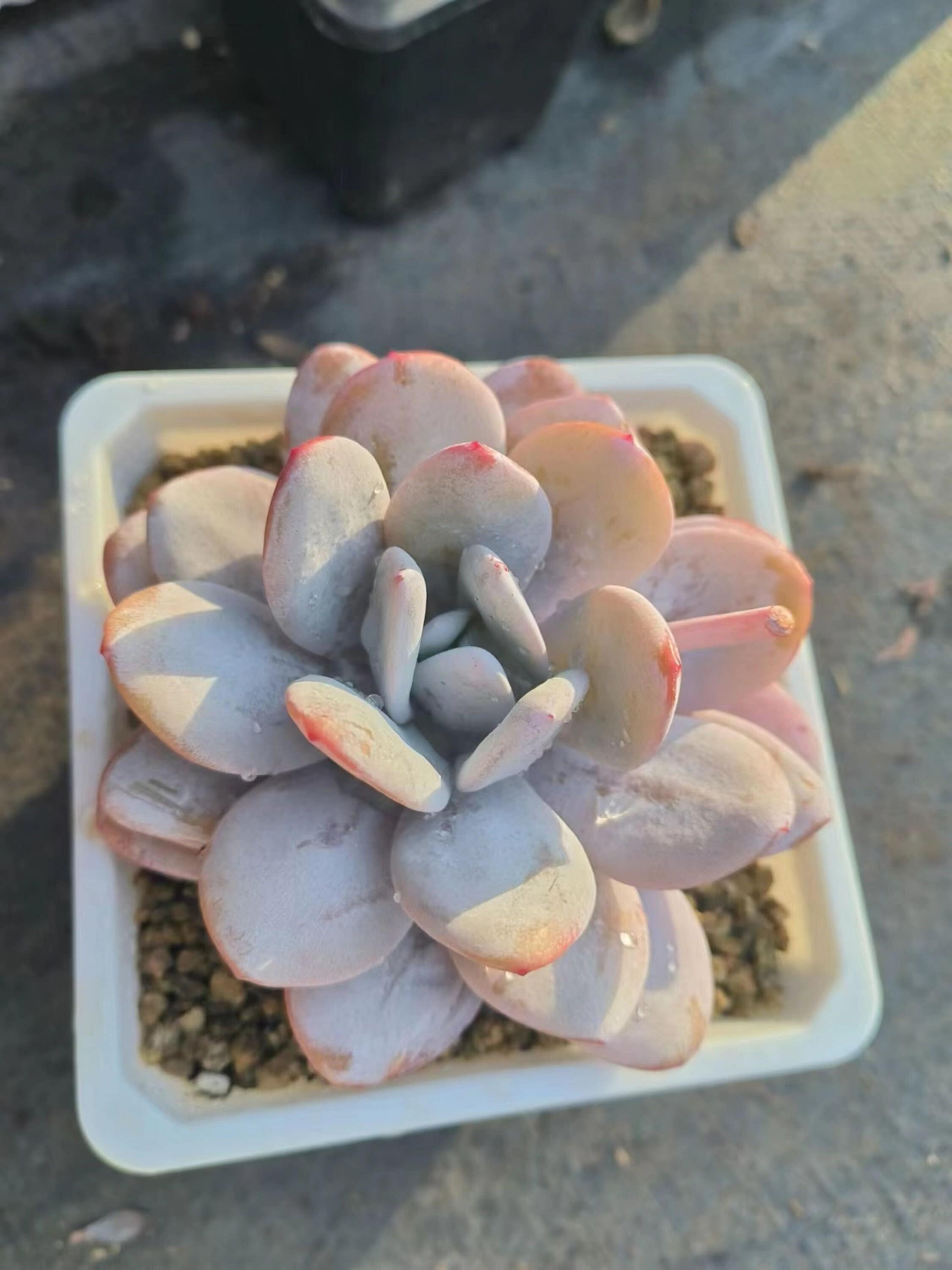 Echeveria Laui, Rare Live Succulent