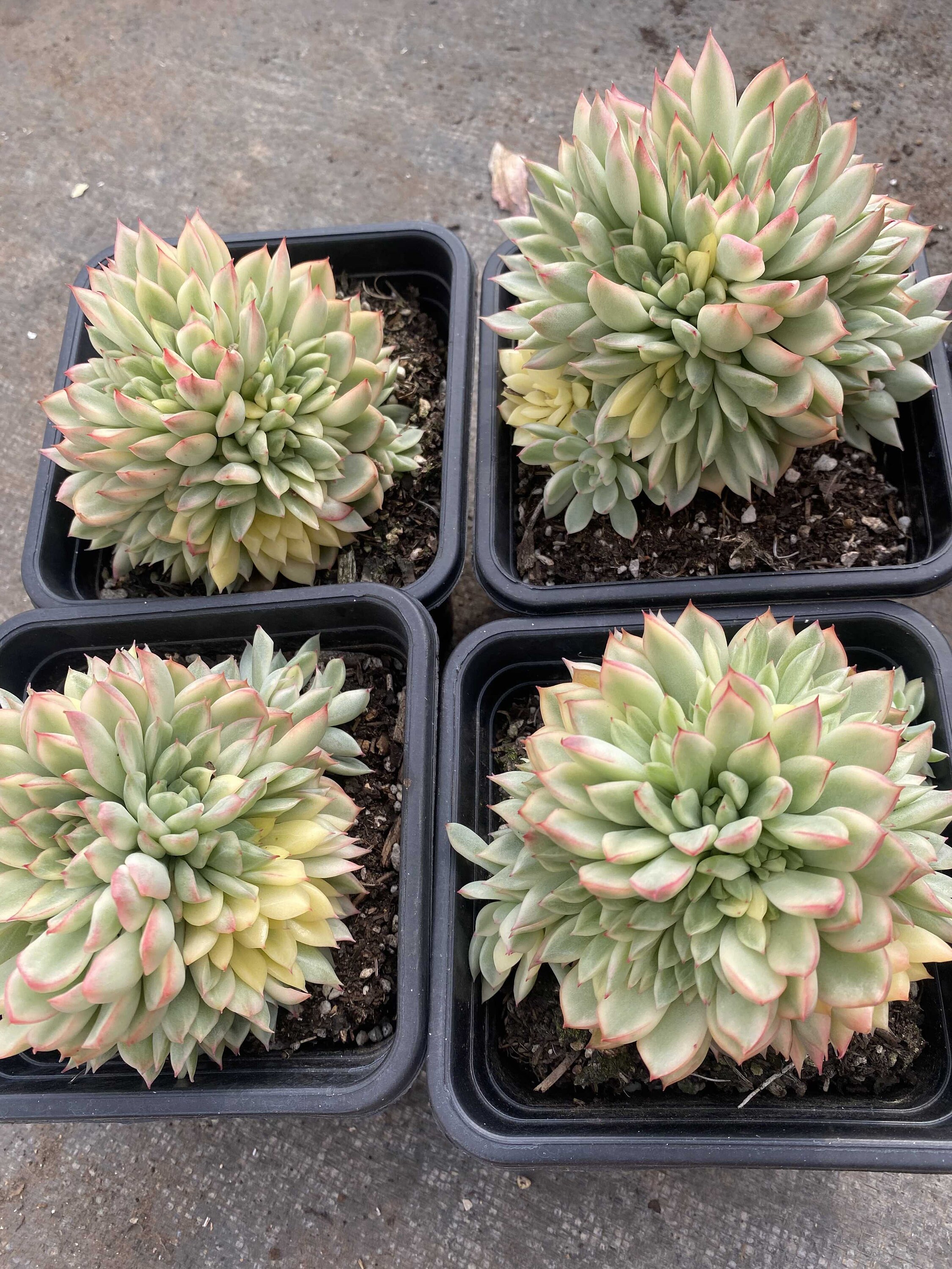 エケベリア メビナ 斑入り - 生きた多肉植物 - Etsy 日本