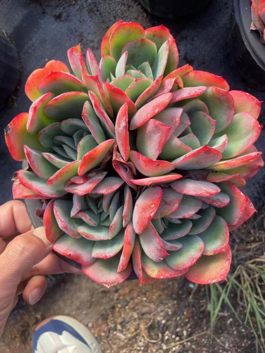 Echeveria Luella Cluster, Rare Live Succulent - Etsy