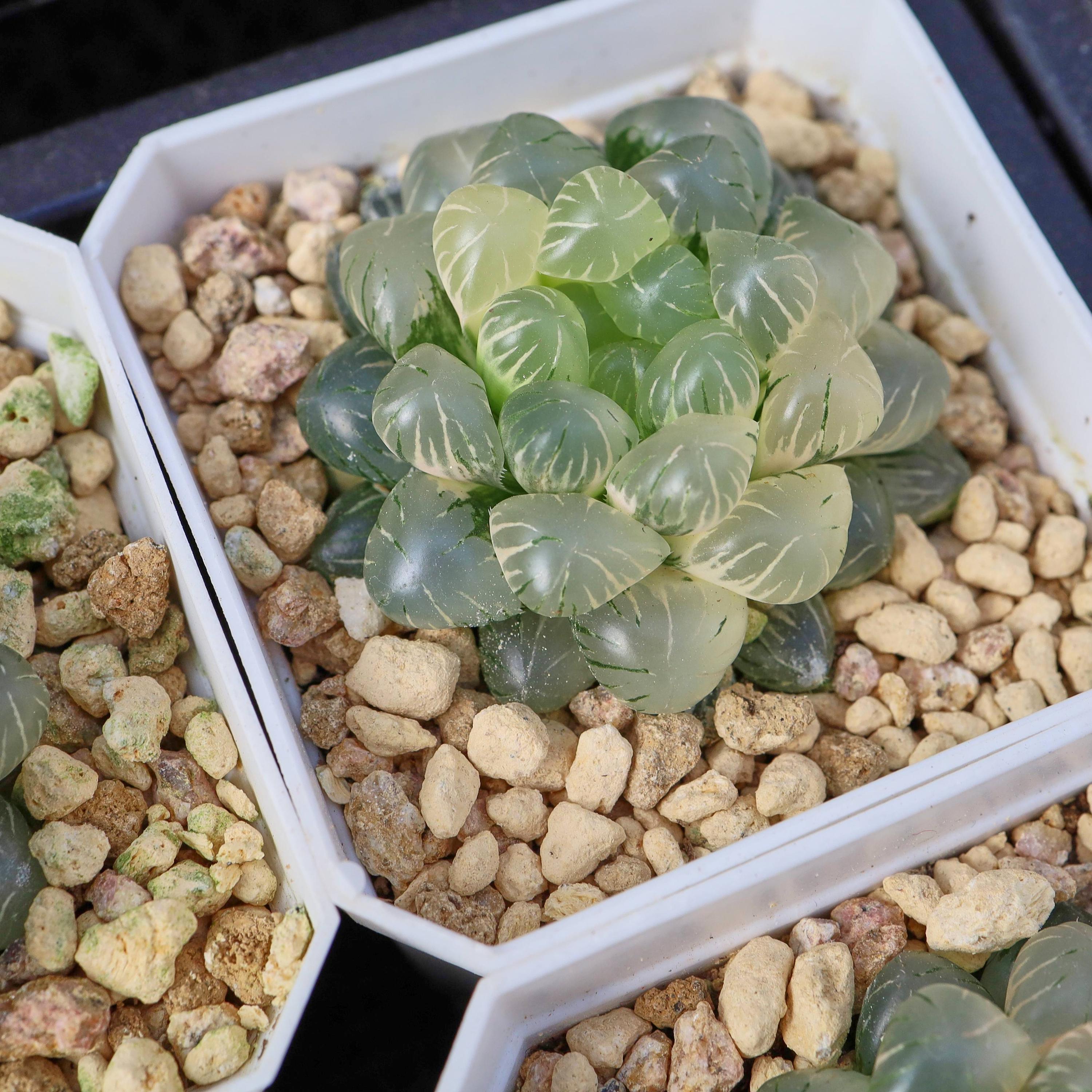 Haworthia Ice Lantern Variegated - Live Succulent - Etsy
