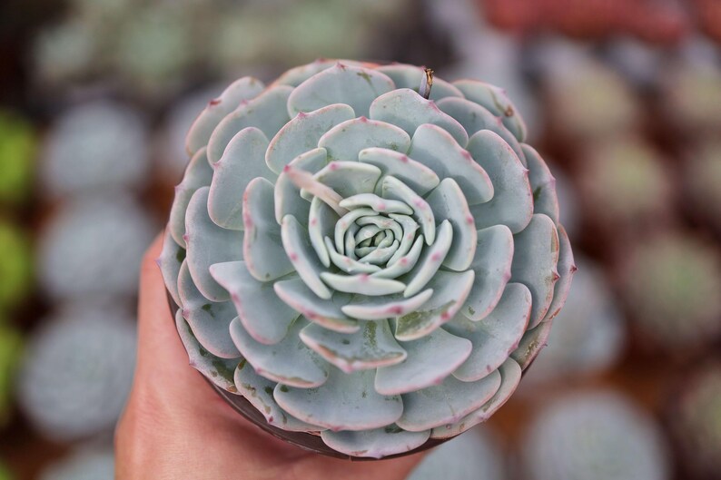 LINshenHK Echeveria Mont Blanc - Thumbnail 4