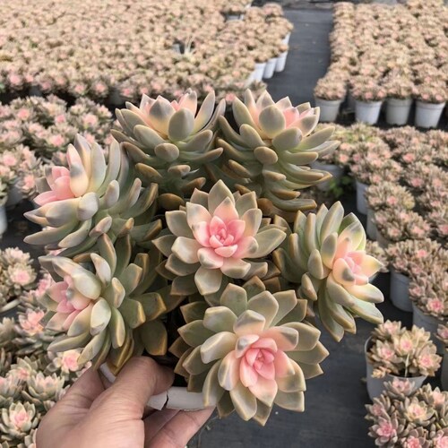 Graptopetalum 'Victor Kane' variegated , Rare Live Succulent