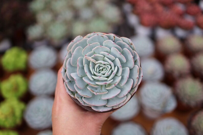 LINshenHK Echeveria Mont Blanc - Thumbnail 2