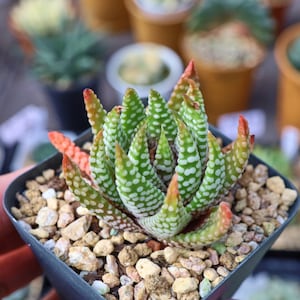 Haworthia Emperor Shisheng - Live Succulent